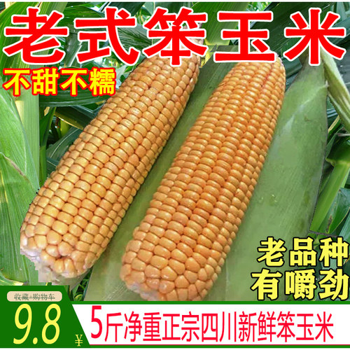 【正宗老品种】老式新鲜笨玉米