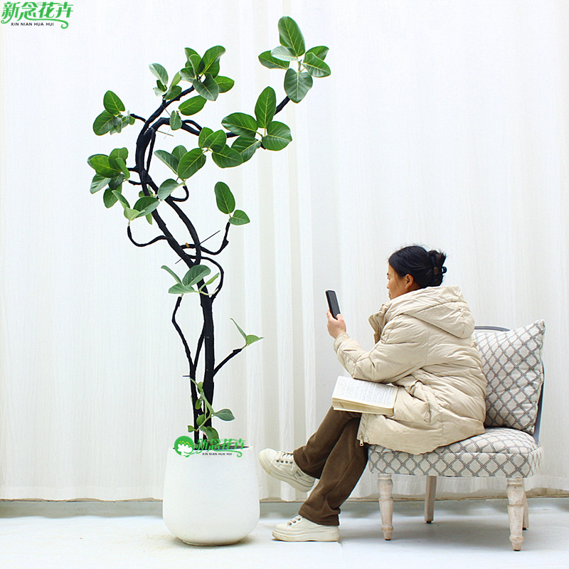 【上海送货上门】黄金榕盆栽花卉