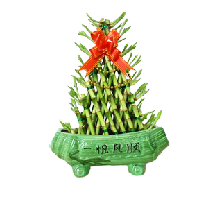 水培植物金边兰富贵竹净化空气吸收甲醛桌面盆栽上海绿植花卉