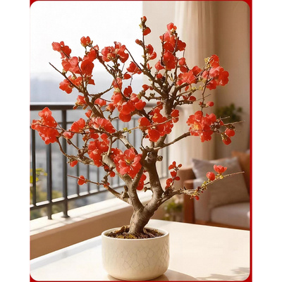 上海专车送盆栽绿植花卉