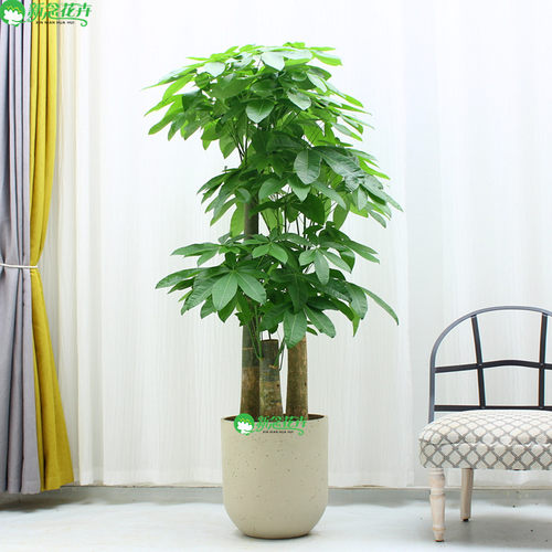 【上海同城送货】步步高发财树