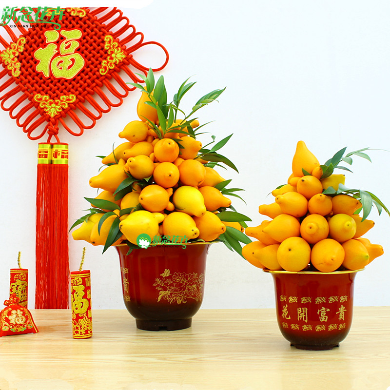 黄金果富贵籽植物盆栽花卉