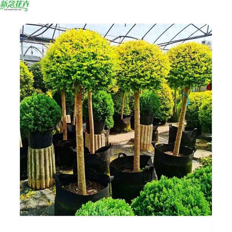亮金女贞球冠棒棒糖盆栽耐寒庭院植物球形亮叶女贞花镜花园别墅