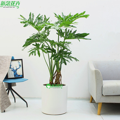 龙鳞春羽老桩大号k绿植盆栽办公室客厅盆景净化空气室内观叶大植