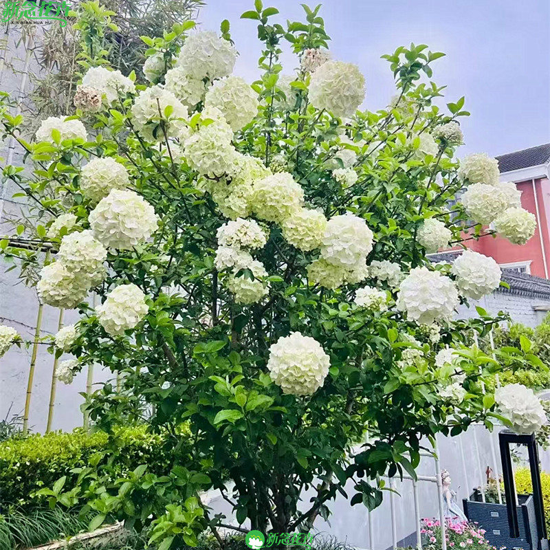 中华木绣球树苗大花斗球白麻球庭院别墅耐寒盆栽绣球单杆棒棒糖图片