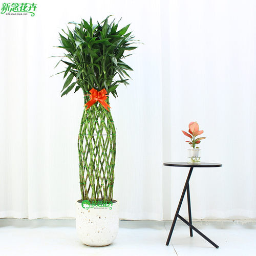 富贵开运竹植物花卉【上海送货】