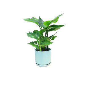 油画吊兰盆栽 锦紫叶吊兰紫露草室内植物绿植观叶