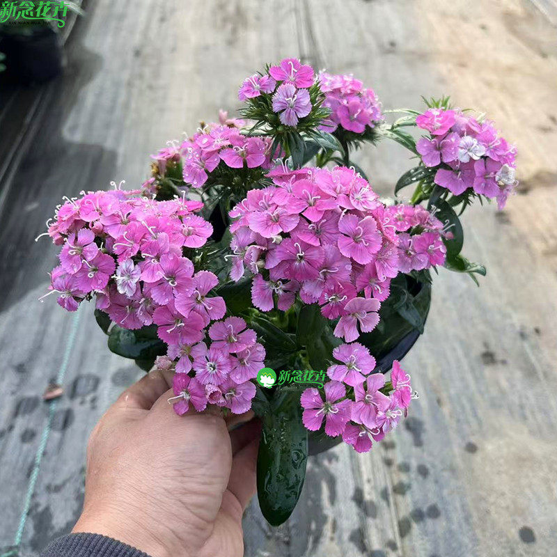 绣球石竹 盆栽 霹雳石竹耐寒花期长草本植物庭院 阳台户外花卉,鲜花速递/花卉仿真/绿植园艺,绣球/木绣球/木本植物,淘宝优惠券,粉丝福利购,淘宝优惠卷