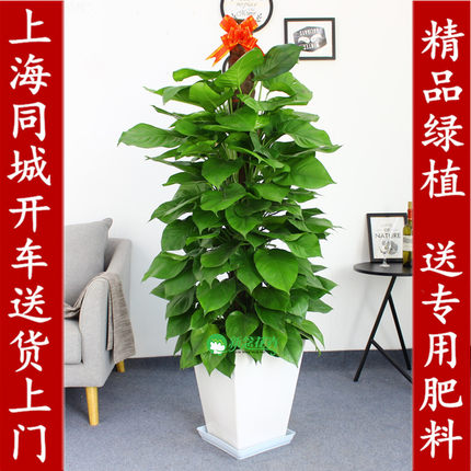 大绿萝盆栽室内办公室绿植净化空气客厅绿箩植物