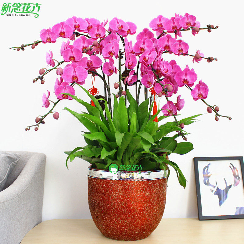 蝴蝶兰盆栽带花苞花剑名贵真鲜花开业乔迁高档花卉大盆景室内客厅在类目 鲜花速递/花卉仿真/绿植园艺, 花卉/绿植盆栽（新）, 花卉中 - 来自Buy2taobao.com提供专业的淘宝代购服务