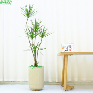 马尾铁大型盆栽造型绿植办公室内客厅室外净化空气植物七彩千年木