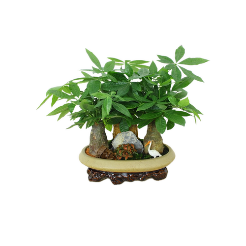 新念 发财树办公室内招财客厅 花卉植物盆栽盆景 上海绿植