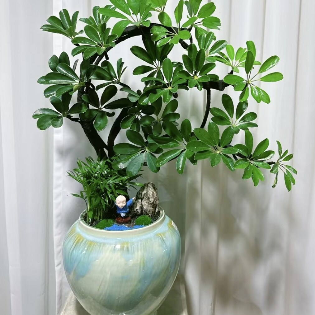 鸭脚木盆栽客厅旺宅桌面植物入户玄关八方来财盆景办公室绿植卧室
