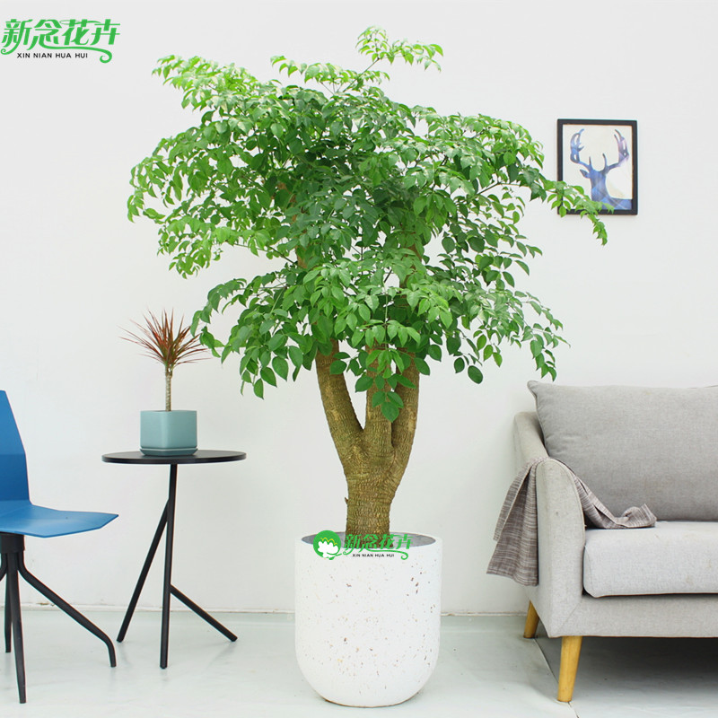上海同城绿植幸福树大型盆栽植物