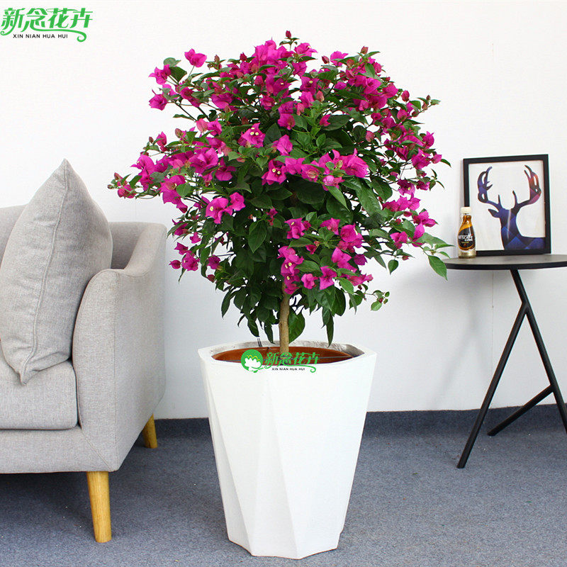 三角梅盆栽 三叶梅花卉爬藤植物 阳台庭院老桩多色花四季带花