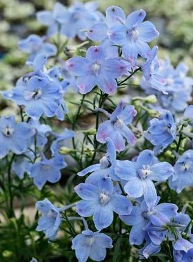 小花飞燕草花苗千鸟草耐寒耐热阳台盆栽庭院花园地栽宿根植物好养
