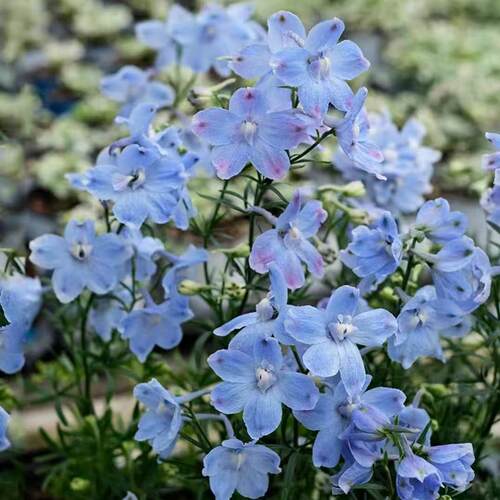 好养阳台盆栽庭院地栽耐寒耐热