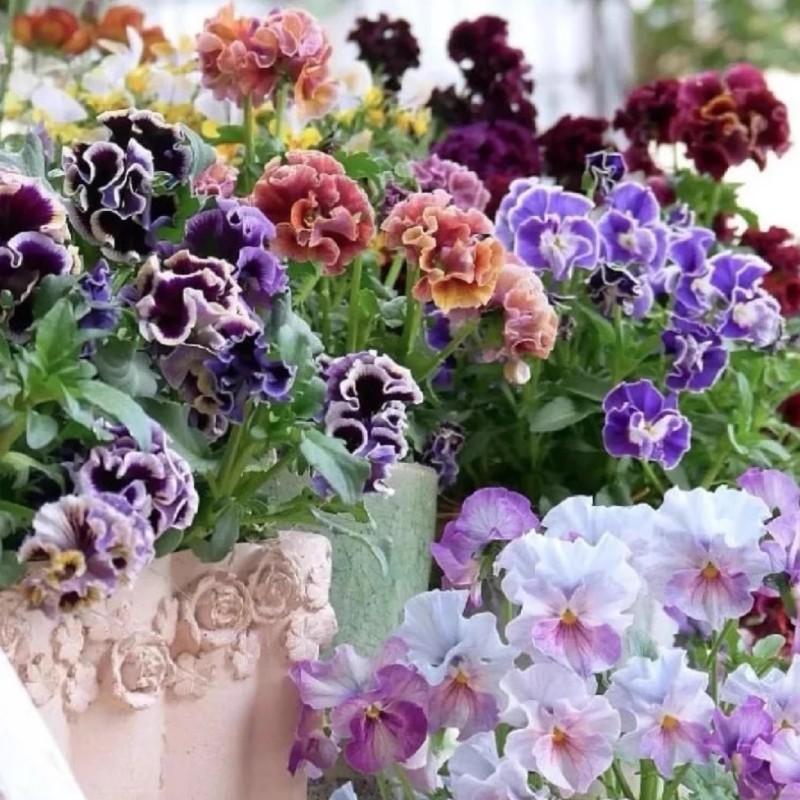 皱边角堇阳台庭院耐寒好养易爆盆