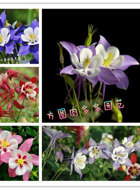 耧斗菜耐寒宿根植物好养阳台花苗