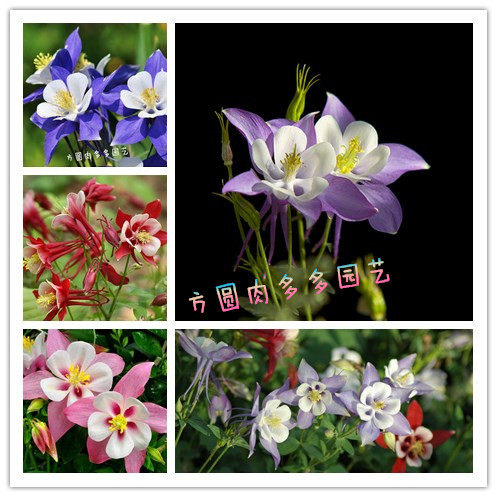 耧斗菜耐寒宿根植物好养阳台花苗