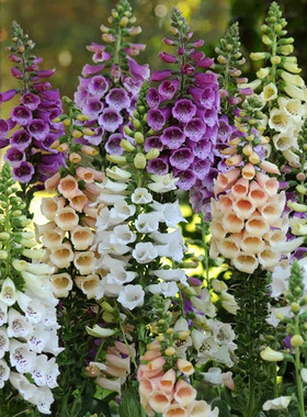 毛地黄花苗耐寒阳台盆栽耐热庭院花园地栽花卉宿根易养植物花期长