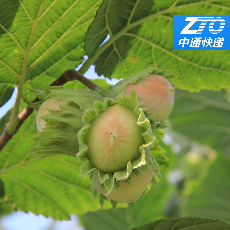溪味道新鲜带绿皮野山生的大榛子榛子