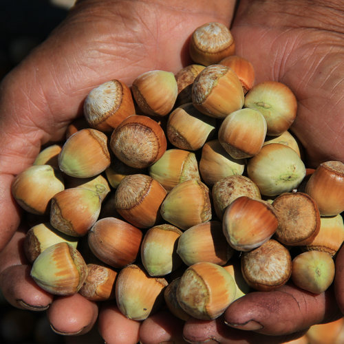 溪味道新鲜脱绿皮水瓤榛子
