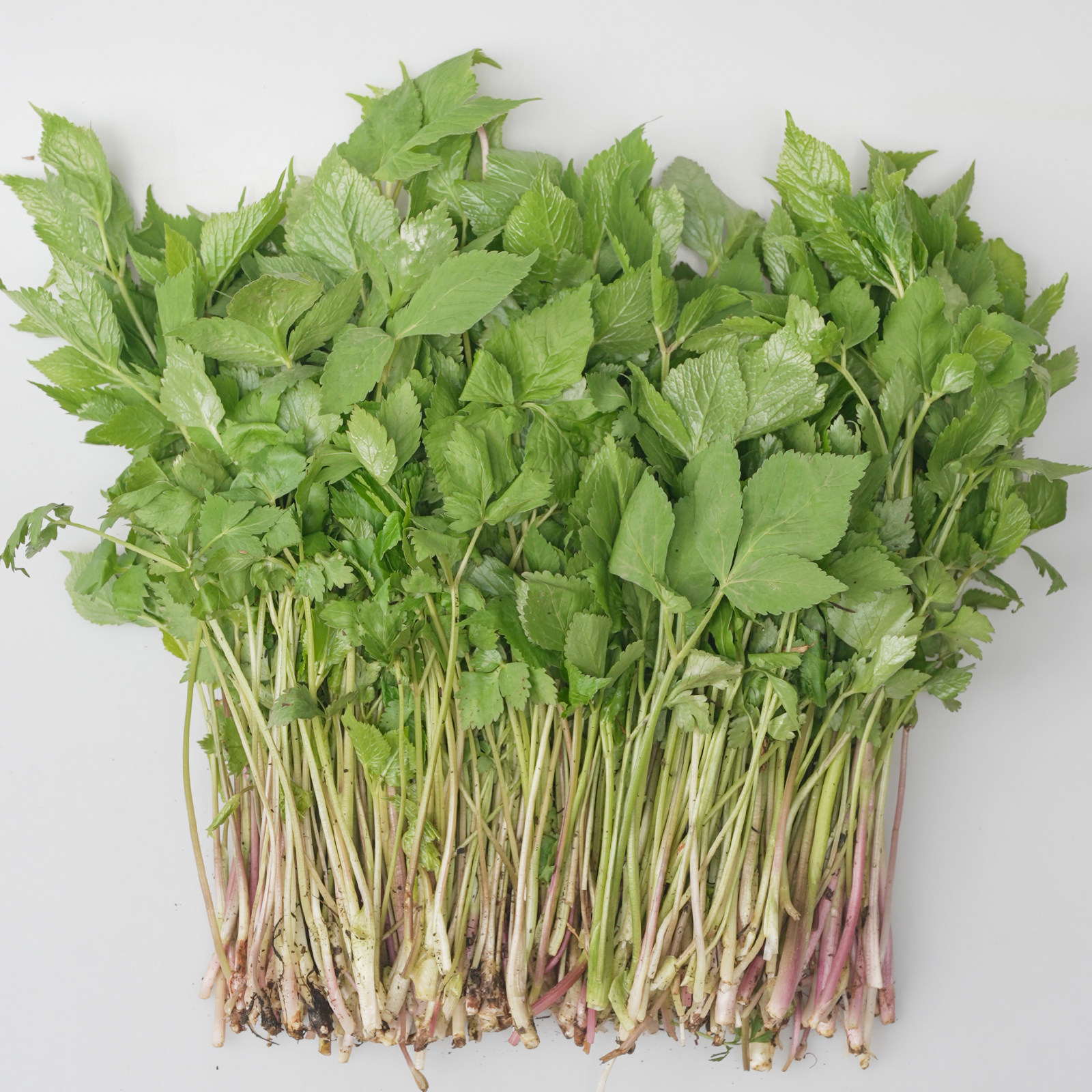 溪味道新鲜大叶芹1斤东北辽宁山野菜山芹菜图片