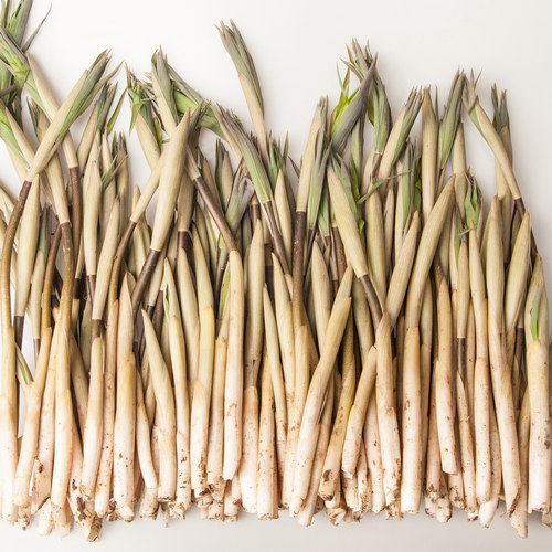 溪味道新鲜笔杆菜1斤东北山野菜笔管菜玉竹菜毛笔菜毛管菜