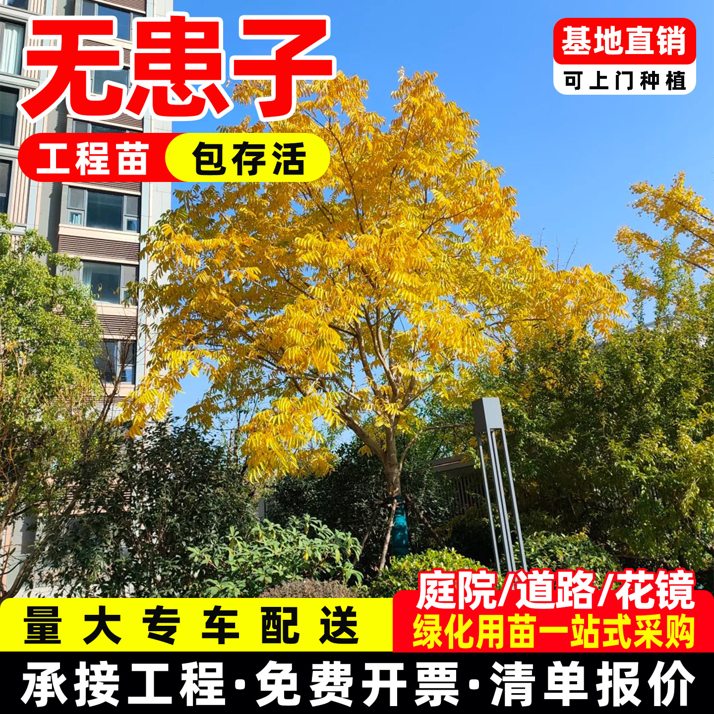 无患子树苗四川园林绿化乔木工程绿化庭院地栽盆栽行道观赏景观树