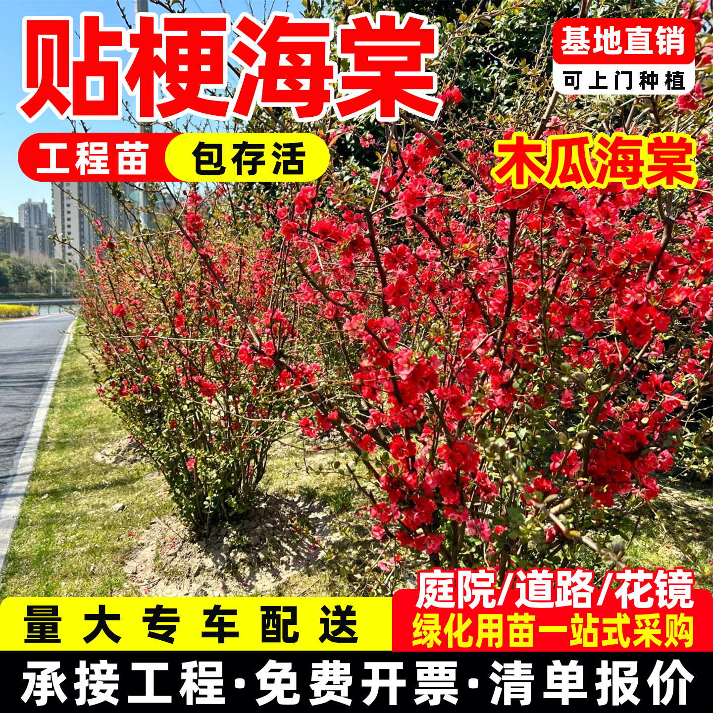 贴梗海棠苗丛生海棠苗铁杆海棠花苗庭院阳台花卉盆栽植物当年开花