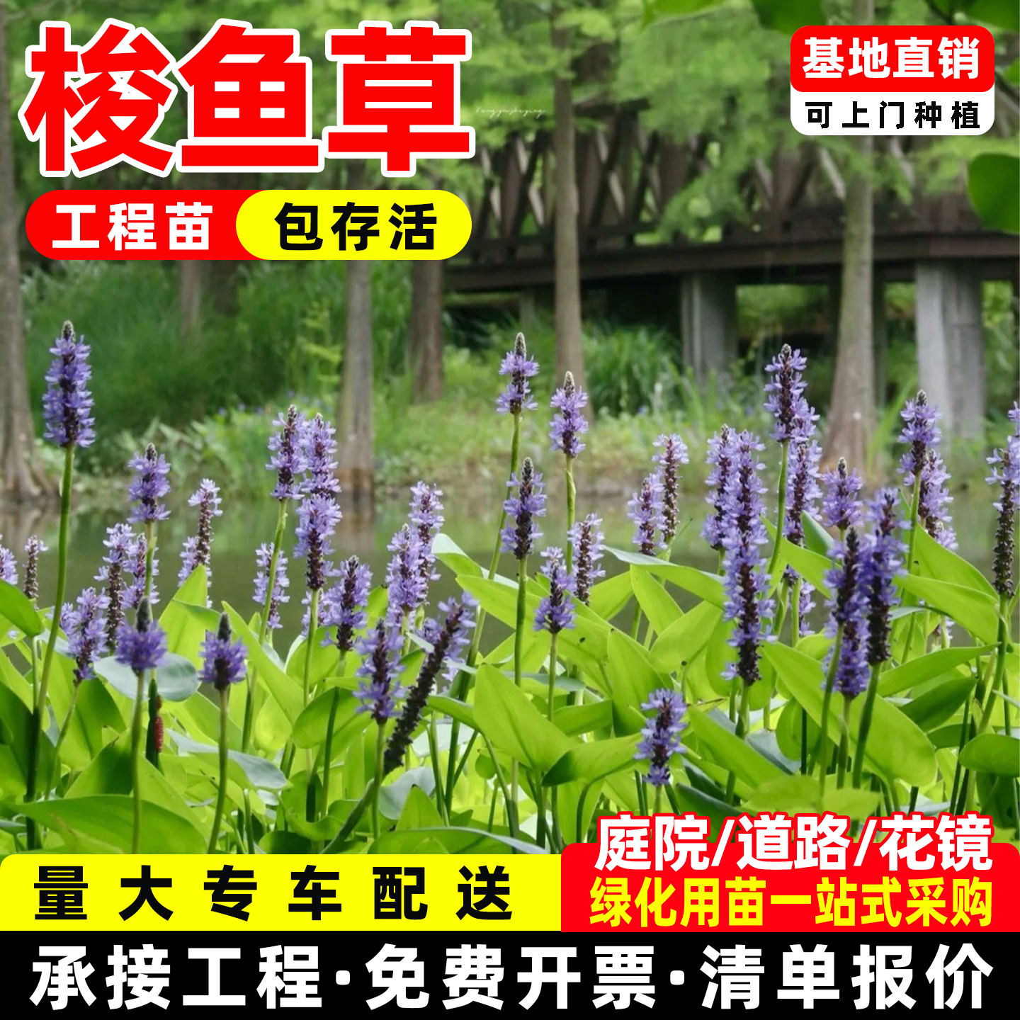 梭鱼草多年生水生植物鱼池水池花卉庭院池塘造景净化水质海寿花苗