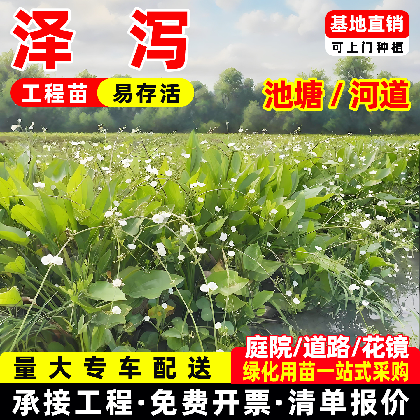 泽泻苗水生植物污水处理净化水质