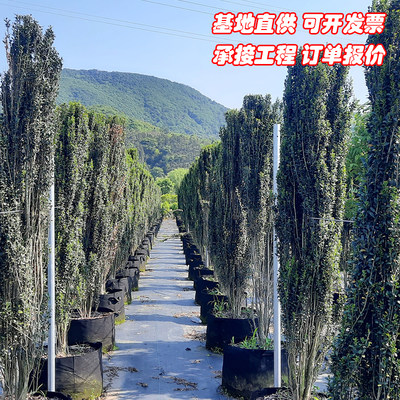 直立冬青朝天笔花境植物四季长青日本冬青树苗钝齿庭院绿篱笆苗