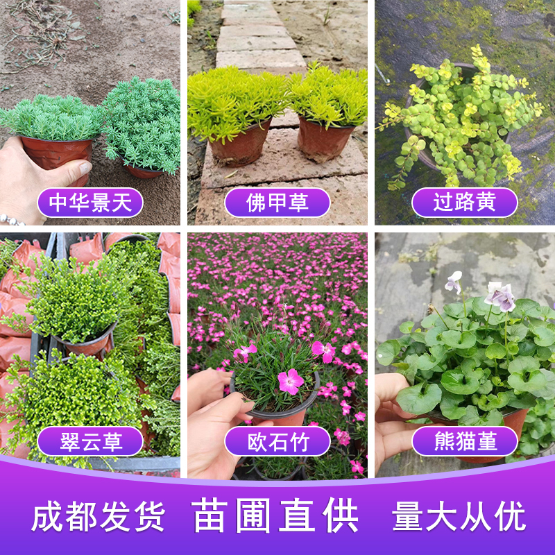 耐寒耐旱地被黄金佛甲草庭院绿化