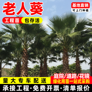 老人葵树苗庭院苗木华棕常绿乔木华盛顿棕榈棕竹苗别墅行道风景树