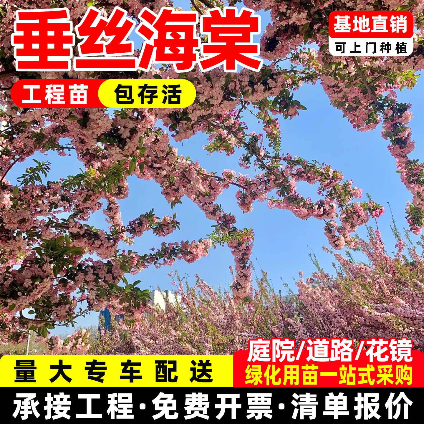 垂丝海棠花盆栽树苗老桩四季花卉植物庭院道路绿化工程树苗海棠树