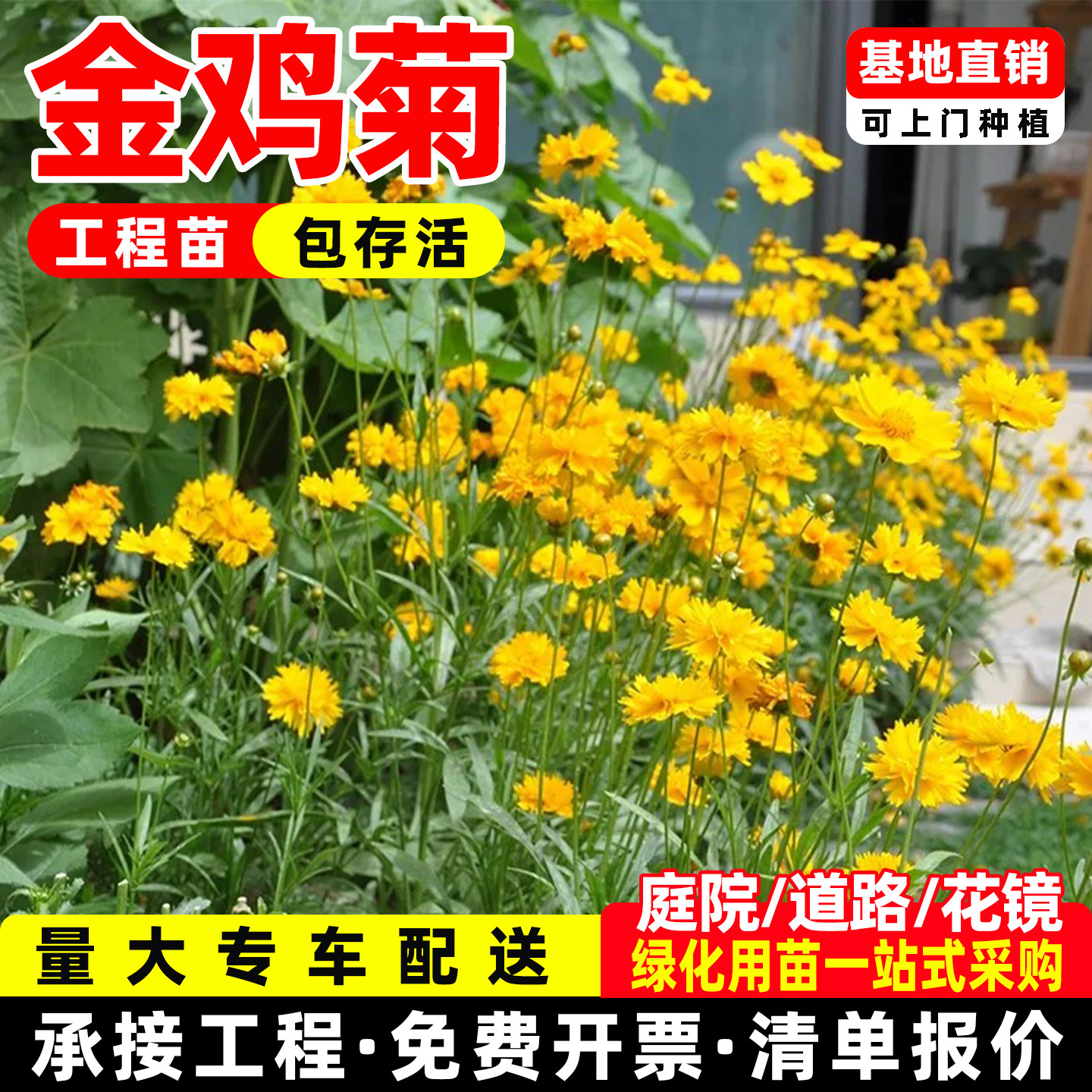 重瓣金鸡菊盆栽金光菊花苗黑心菊耐寒耐热多年生宿根阳台庭院花园图片