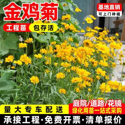 重瓣金鸡菊盆栽金光菊花苗黑心菊耐寒耐热多年生宿根阳台庭院花园