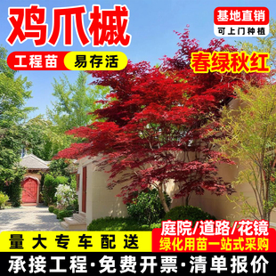小叶鸡爪槭树苗原生苗鸡爪枫树苗庭院风景树苗四季常青绿化苗木