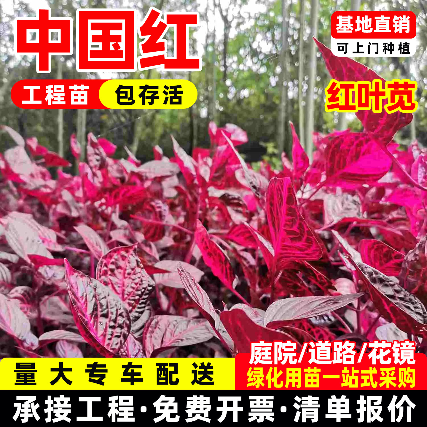 中国红红叶苋盆栽室内外庭院阳台观赏植物血苋园林造型花镜坛绿植