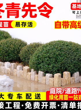 冬青先令球别墅庭院耐寒常青绿化苗树落地金品球冬青先令四季植物