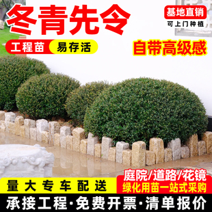 冬青先令球别墅庭院耐寒常青绿化苗树落地金品球冬青先令四季植物