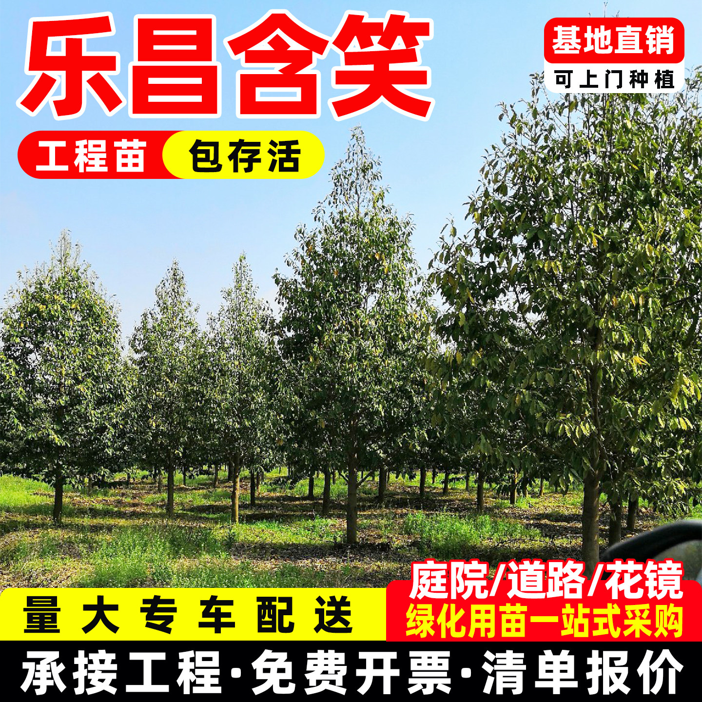 紫花乐昌含笑醉香含笑深山含笑树苗浓香原生全冠行道庭院绿化苗木