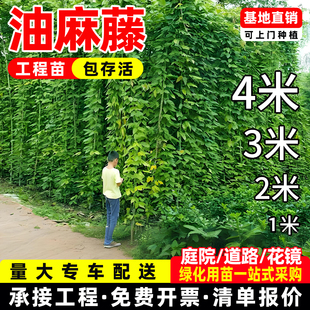油麻藤树苗爬山虎攀爬植物庭院盆栽绿植花卉爬藤攀援花苗常绿油麻
