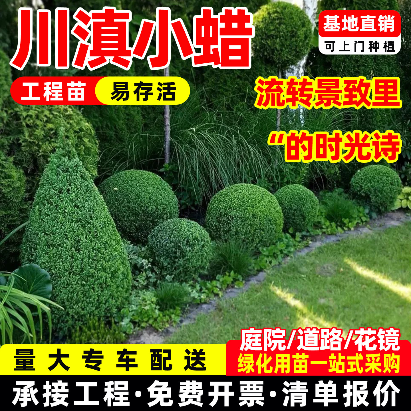 川滇小蜡树棒棒糖树苗球形塔形别墅庭院四季常青绿化花镜植物造型