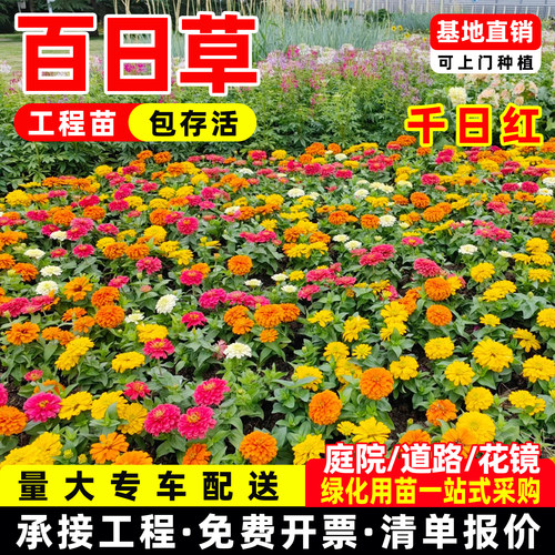 百日草盆栽千日红花苗百日菊四季花卉易活室外庭院工程绿化观赏苗