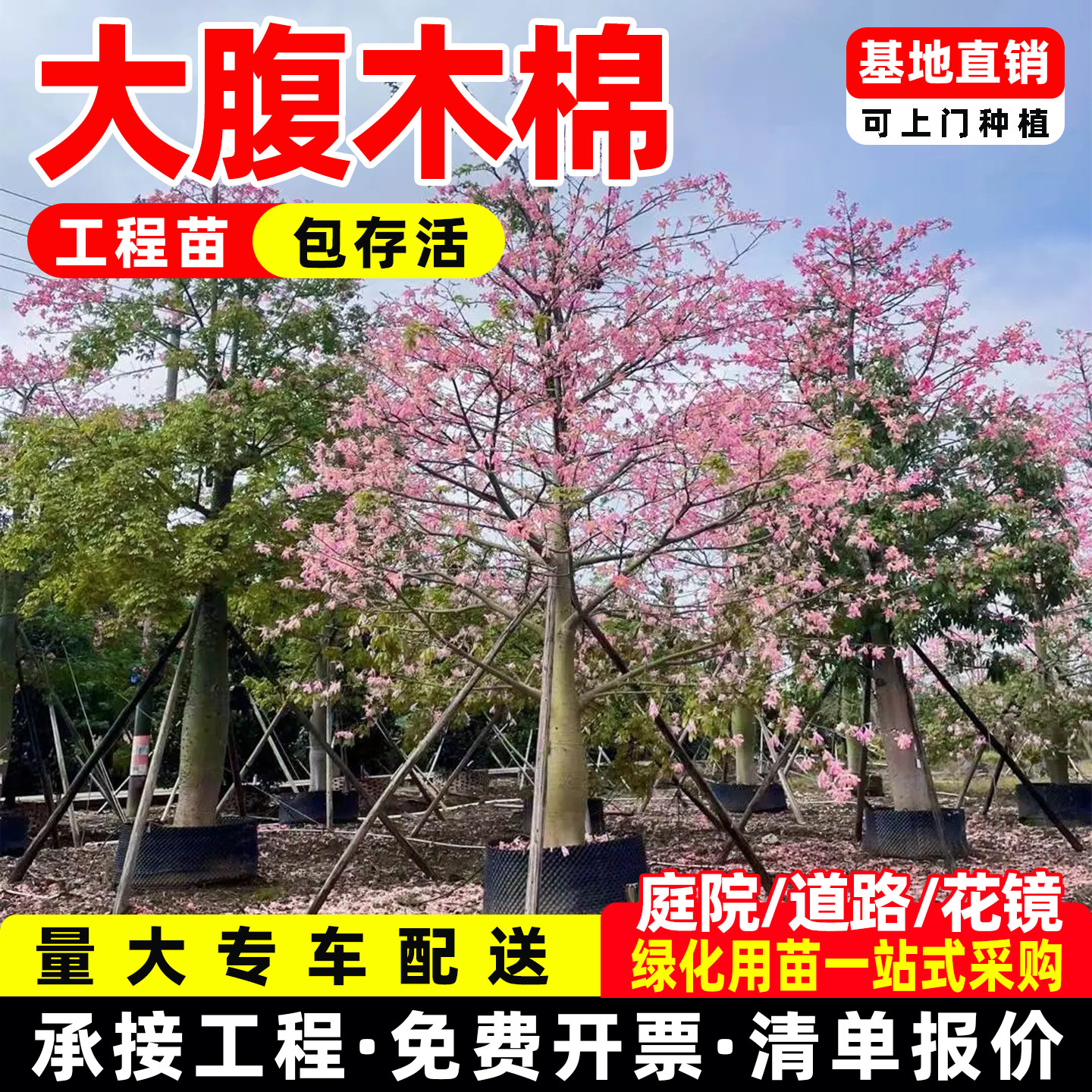 木棉花树苗美丽异木棉苗美人树大腹木棉苗红花木棉英雄树庭院绿化