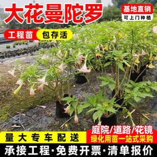 木本大花曼陀罗花苗树苗黄白粉杏色民宿花园花境花径灌木花卉批发