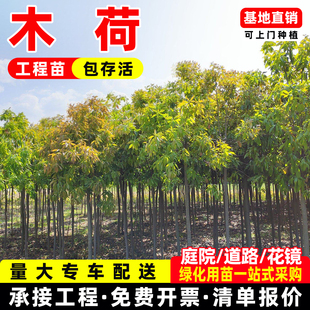 木荷树苗正宗荷木苗木艾树何树苗防火树种绿化造林复绿树珍贵树苗